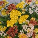 Achillea tomentosa Flor