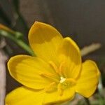 Zephyranthes citrina 花