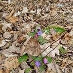 Pulmonaria officinalis Kvet