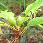 Sphenostemon oppositifolius Frucht