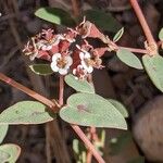 Euphorbia albomarginata Blüte
