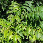 Juglans mandshurica Лист