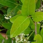 Viburnum odoratissimum Leaf