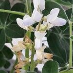 Lupinus albus Blüte