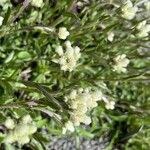 Antennaria plantaginifolia Květ