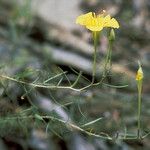 Oenothera toumeyi Агульны выгляд