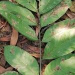 Entandrophragma utile Leaf