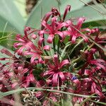 Ammocharis coranica Květ