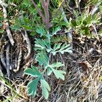 Capnoides sempervirens Leaf