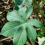 Humulus scandens 葉