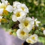 Sisyrinchium striatum Flower