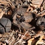 Khaya anthotheca Frukto