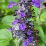 Salvia farinaceaKwiat