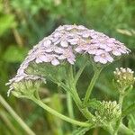 Achillea millefolium Flower