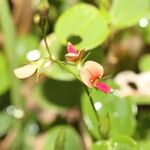 Calopogonium mucunoides Flower