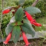 Kohleria hirsuta Feuille