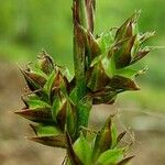 Carex pilulifera Blodyn