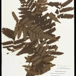Cyathea surinamensis Лист