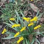 Narcissus minor Flower