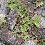 Emilia fosbergii Leaf