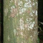 Pachira dolichocalyx Bark