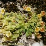 Saxifraga facchinii Hábito