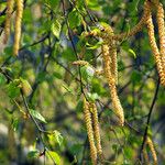 Betula pendula Žiedas