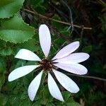 Mutisia spinosa Flower