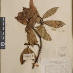 Pieris formosa Mosusu