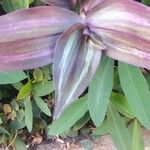 Tradescantia zebrina ഇല