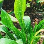 Aspidistra sichuanensis Yaprak