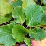 Bergenia crassifolia Leaf