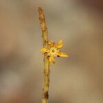 Amphimas ferrugineus Цвят