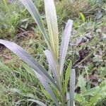 Sorghum halepense Leaf