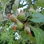 Malus sylvestris Fruit