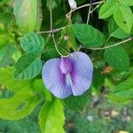 Centrosema virginianum Flower