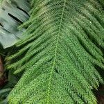Araucaria nemorosa Hoja