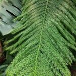 Araucaria nemorosa برگ