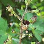 Scrophularia nodosa Kvet