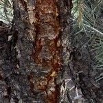 Pinus monophylla Bark