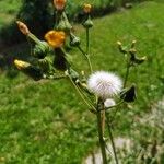 Sonchus asper Цветок