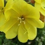Oenothera glazioviana Flors