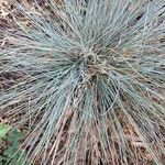 Festuca glauca Feuille