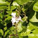 Duranta erecta Fula