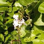 Duranta erecta Bloem