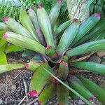 Neoregelia spectabilis Habit