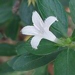 Serissa japonica Flower