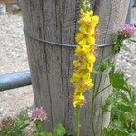 Verbascum nigrumFlors