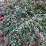 Cotoneaster multiflorus عادت