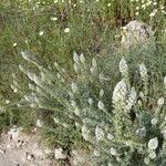 Reseda alba Агульны выгляд